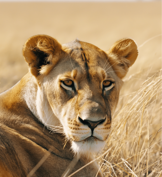 lion-slider.png