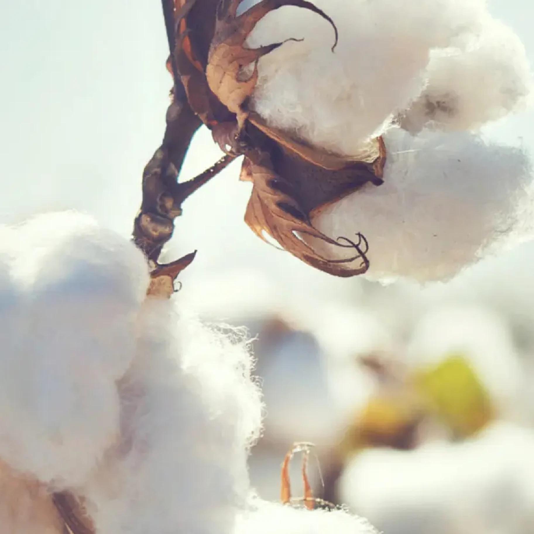 Close-up of sustainably sourced cotton as a natural fiber material supporting responsible textile and supply chain practices